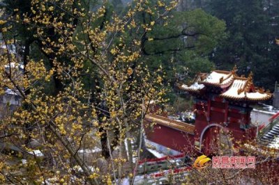 ​梅岭太阳谷腊梅迎客 湾里第一长玻璃栈道基本建成