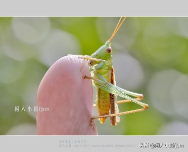 ​聊昆虫摄影（6）螽斯是什么昆虫？螽斯的拍摄技巧