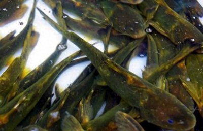 ​淡水鱼的三种养殖方式