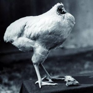 ​一只无头的鸡能活多久？