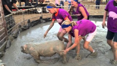 ​美国奇葩的人与猪摔跤比赛，摔得猪心态崩溃，场面十分激烈