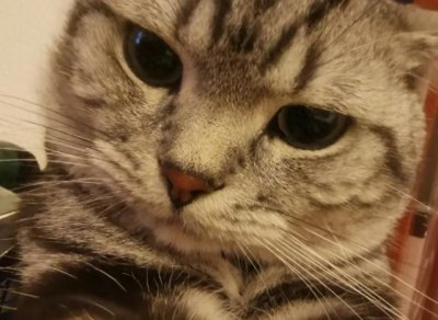 ​猫咪玄学：猫无形中还能为你挡凶解厄，带走浊气！