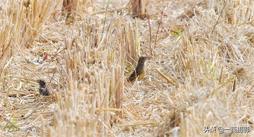 收获后的稻田里，遇见一群禾花雀
