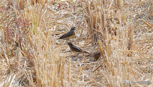 收获后的稻田里，遇见一群禾花雀