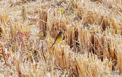 收获后的稻田里，遇见一群禾花雀