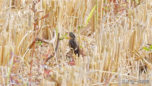 收获后的稻田里，遇见一群禾花雀