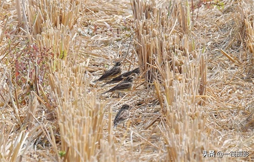 收获后的稻田里，遇见一群禾花雀