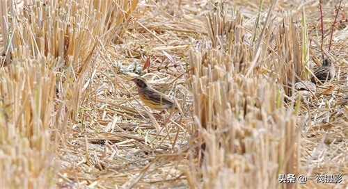 收获后的稻田里，遇见一群禾花雀
