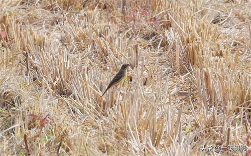 收获后的稻田里，遇见一群禾花雀