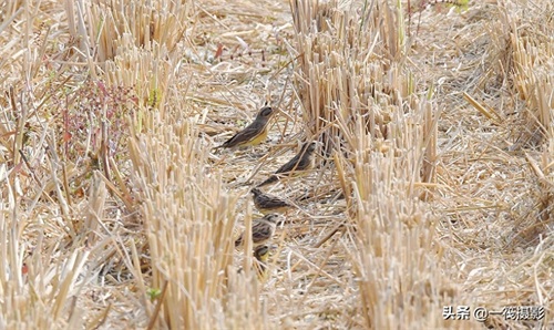 收获后的稻田里，遇见一群禾花雀