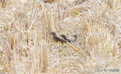 ​收获后的稻田里，遇见一群禾花雀
