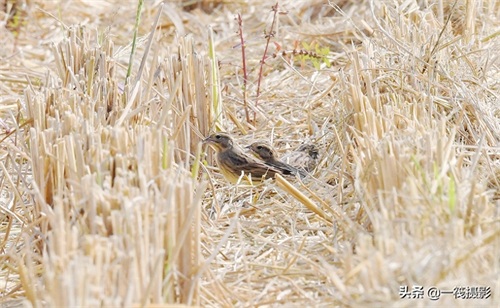 收获后的稻田里，遇见一群禾花雀