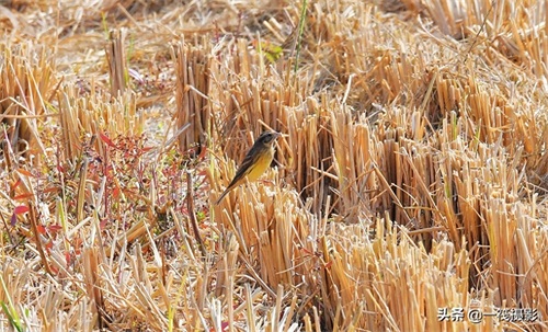 收获后的稻田里，遇见一群禾花雀