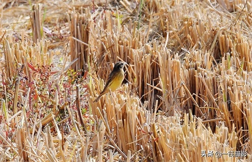 收获后的稻田里，遇见一群禾花雀