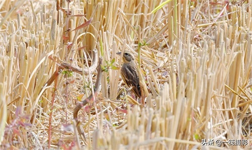 收获后的稻田里，遇见一群禾花雀