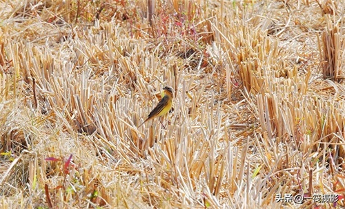 收获后的稻田里，遇见一群禾花雀