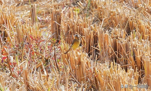 收获后的稻田里，遇见一群禾花雀