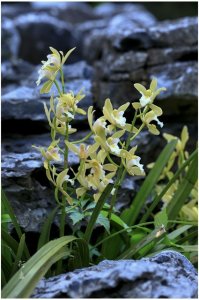 ​农村山上野生兰花能不能挖？