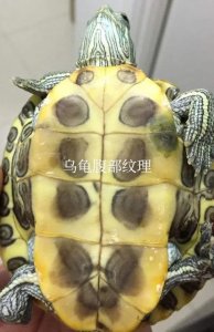 ​你可能还不知道的“王八蛋”