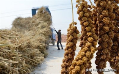 ​谷子价格最新走势