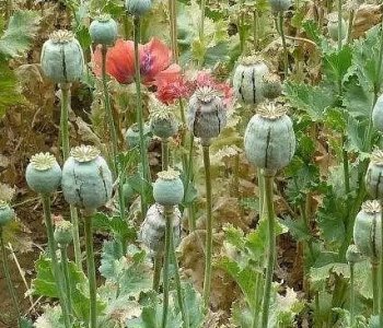 ​两次购买罂粟种子被网上追逃，一网逃藏匿在吉林市被抓获