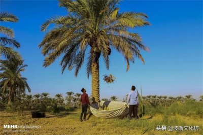 ​图说波斯特产椰枣