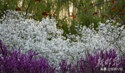 ​邯郸：龙湖公园樱花盛开