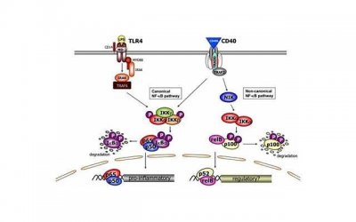 ​避孕贴和避孕药有何不同？