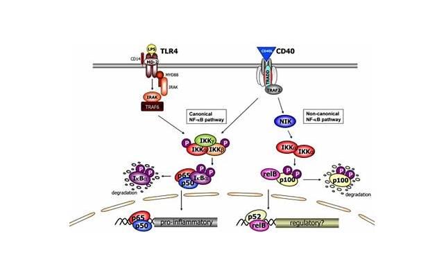 避孕贴和避孕药有何不同？