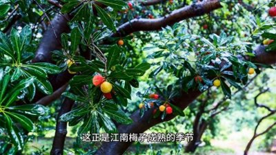​淅沥梅雨，诗意江南：解析梅雨天气背后的气象奥秘