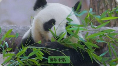 ​大熊猫为什么只吃竹子