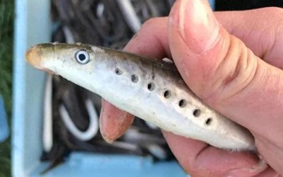 ​海底吸血鬼“七鳃鳗”长相恐怖， 居然是二级保护动物