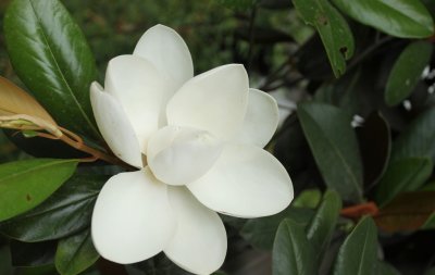 ​每天认识一种植物（七）：广玉兰——净化空气小能手