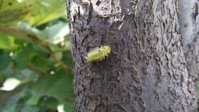 ​曾人见人怕，如今成“树上人参”，“活辣子”286元1斤真的好珍贵