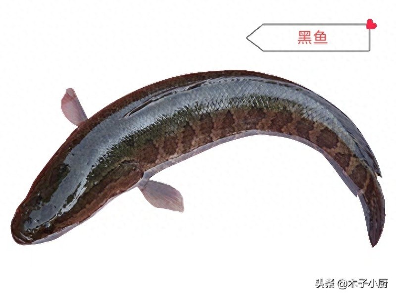 盘点常用来制作酸菜鱼的7种鱼，图2性价比最高，图8口感最差