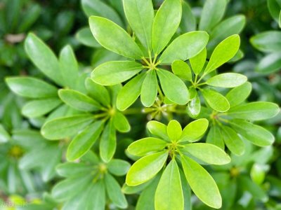 ​鸭掌木的养护方法和注意事项