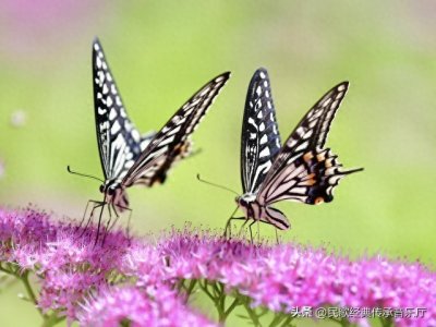 ​《梁祝》——穿越生死的音乐传奇
