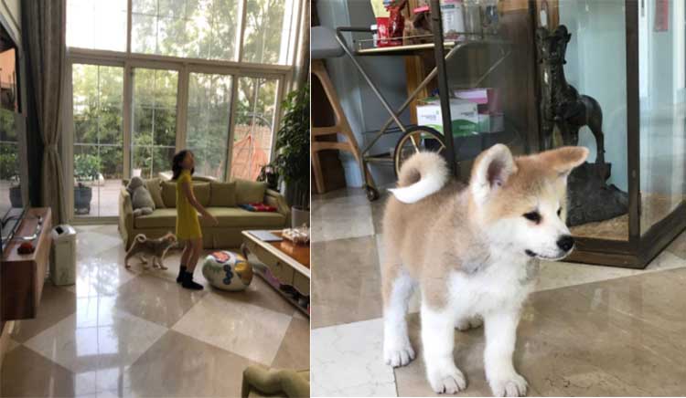 李亚鹏河南老家在哪里 李亚鹏的祖屋和豪宅一样气派！能住这样的房子，难怪李嫣这么自信