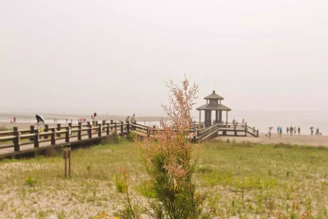 天津北戴河有什么好玩的（别去北戴河挤了）(27)