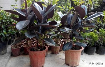 ​橡皮树种类图片大全