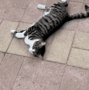 ​宠物店说漏嘴，懒人养猫“首选”是狸花猫！