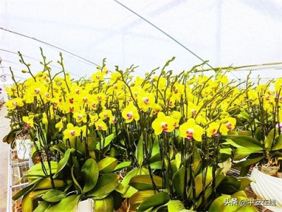 ​“蝴蝶”效应绘就乡村振兴新“兰”图