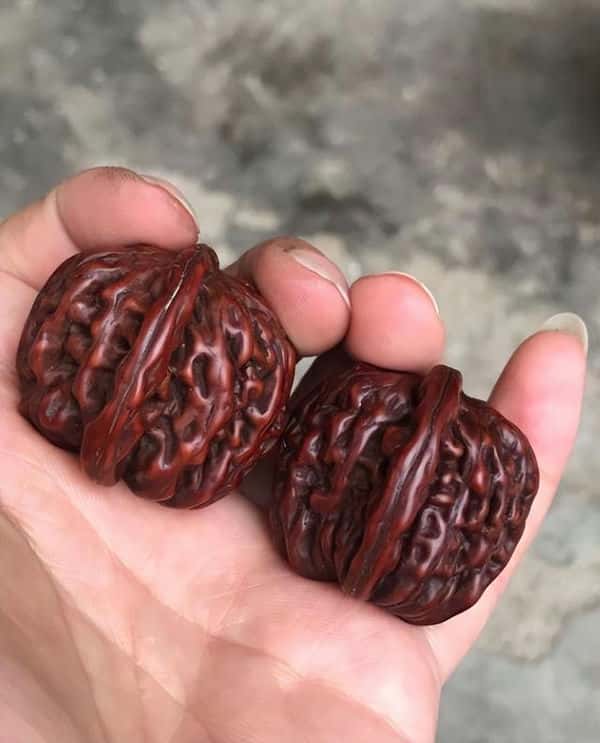 盘核桃该怎么盘（盘核桃的正确盘法）