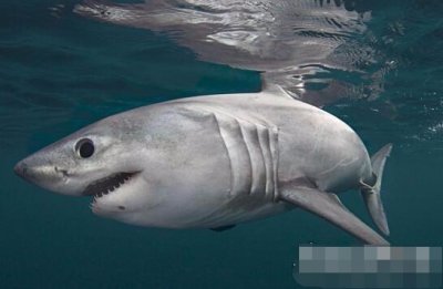 ​关于鼠鲨科鱼类，你了解多少？