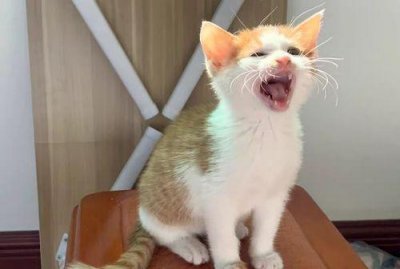 ​养猫一个月多少钱?