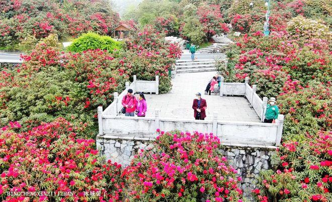 4、百里杜鹃国家森林公园