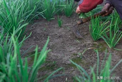 ​割韭菜是什么意思?