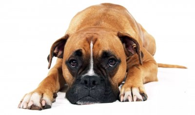 ​护卫犬中的“圣斗士”——拳师犬