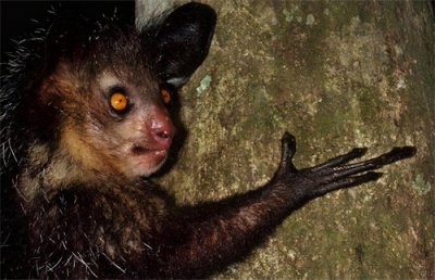 ​手指畸形的指猴，是闻声辨位的行家，身为国宝却深谙抢婚之道