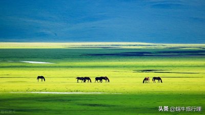 ​中国童话般的六大草原，去过3个算合格，6个算优秀，你打卡了几个
